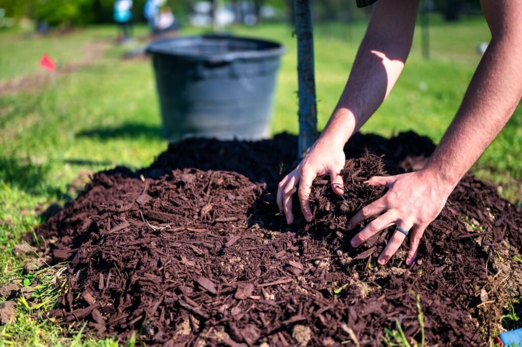 A person mulches soil around a young tree, using their hands to spread dark brown wood chips in a sunny grassy area.