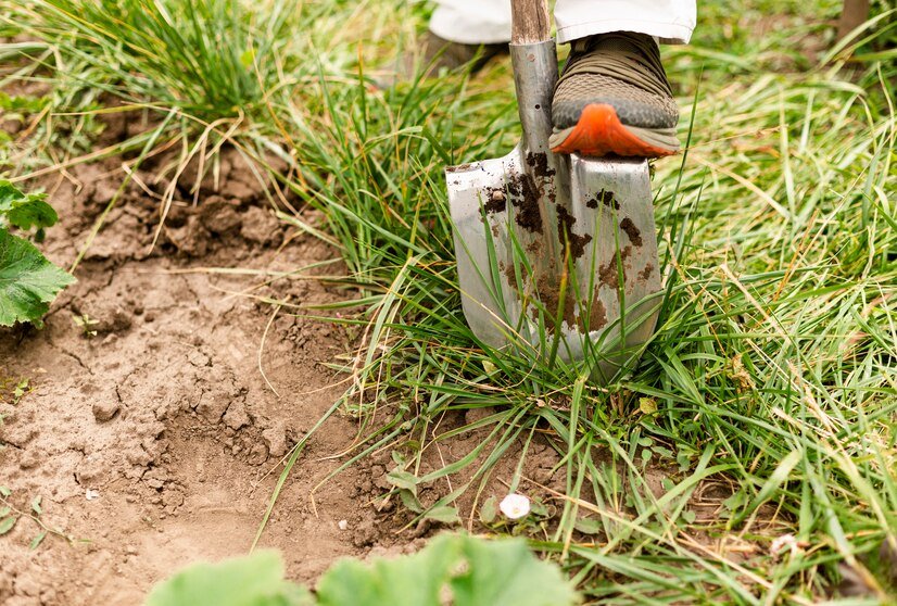 A foot in a shoe pushes down on a shovel, ready to dig into the grassy soil in a garden setting.