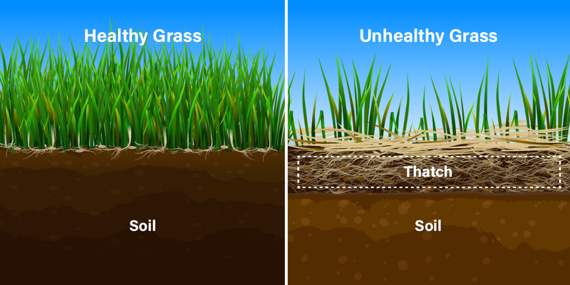 A split image comparing healthy grass with rich roots to unhealthy grass affected by thatch buildup, illustrating soil health differences.