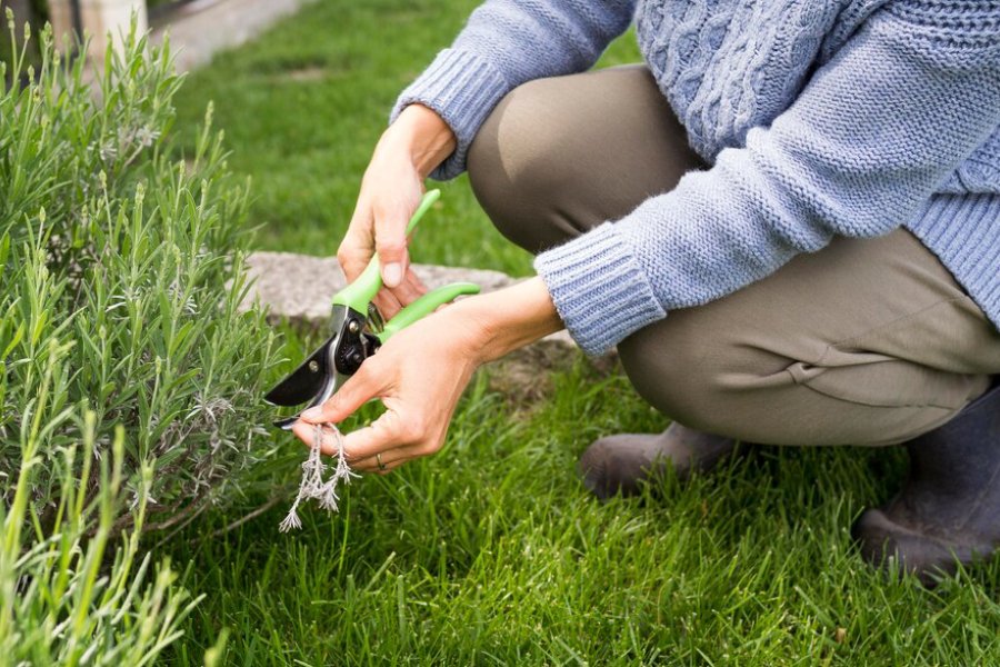 A person prunes a lavender bush using green-handled pruning shears while kneeling on lush green grass.