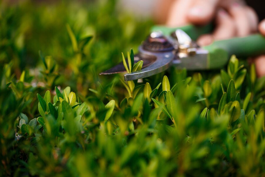 Close-up of a gardener trimming green shrubs with pruning shears.